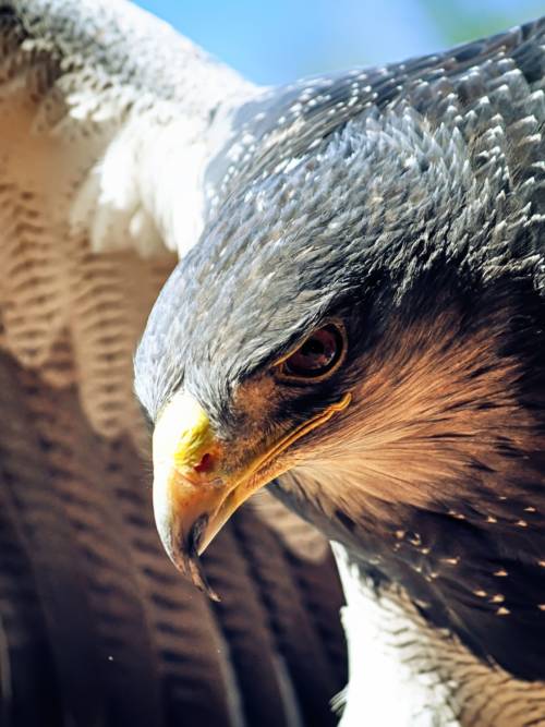 Eagle wallpaper for mobiles and tablets