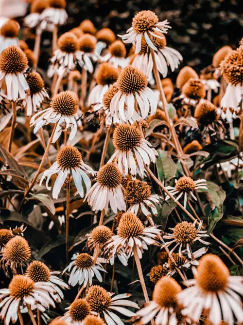 Echinacea plant wallpaper