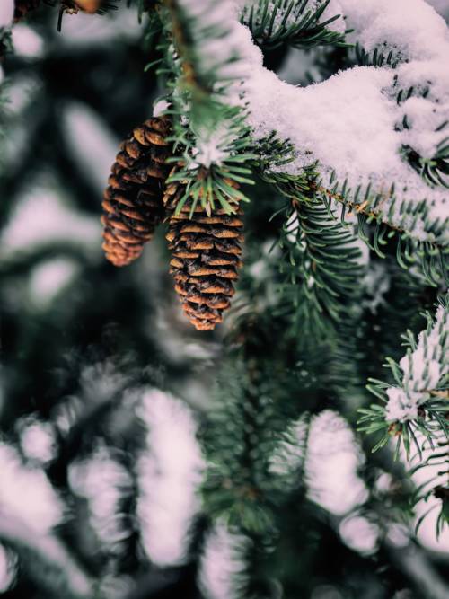 Fir with two pine cones wallpaper