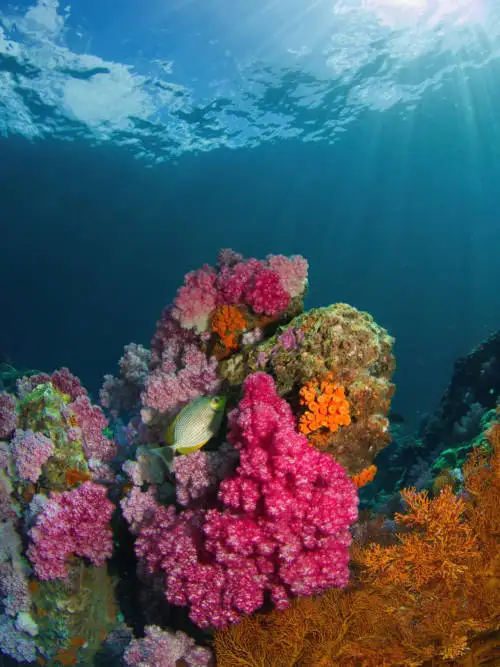 Fish on coral reef wallpaper