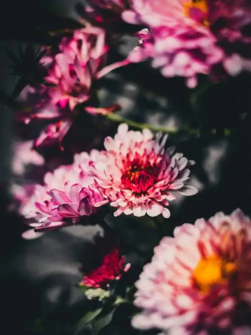Flowers in the forest wallpaper