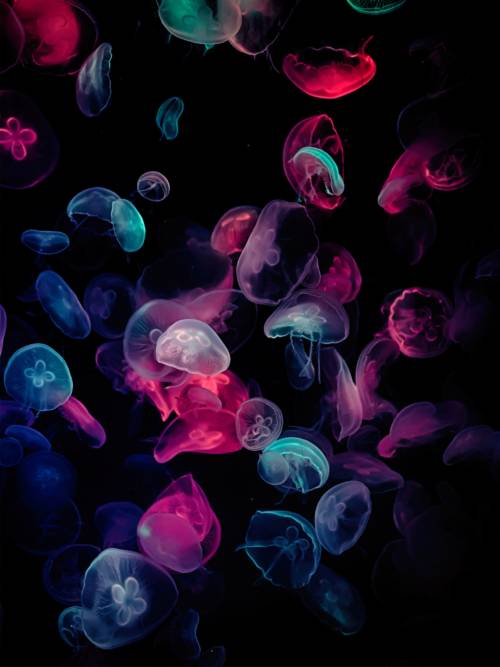 Fluorescent jellyfish wallpaper for mobiles and tablets