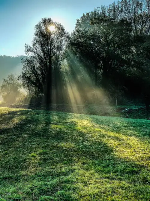 Foggy morning wallpaper