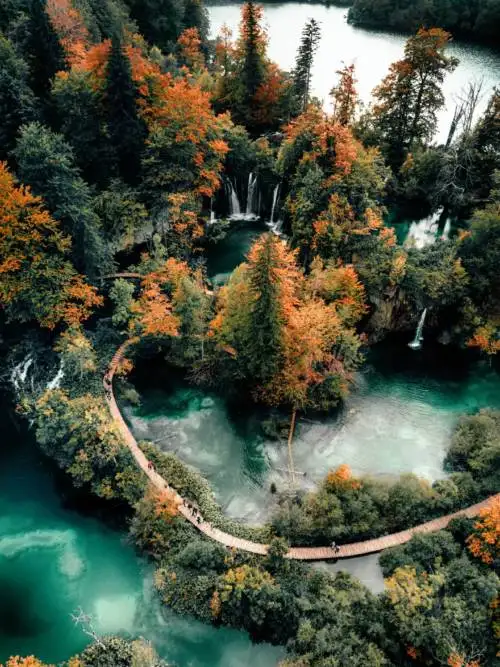 Forest lake wallpaper