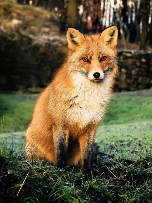 Fox in Hovedøya wallpaper for mobiles and tablets