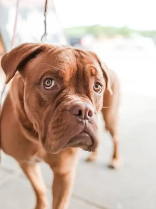 French mastiff wallpaper