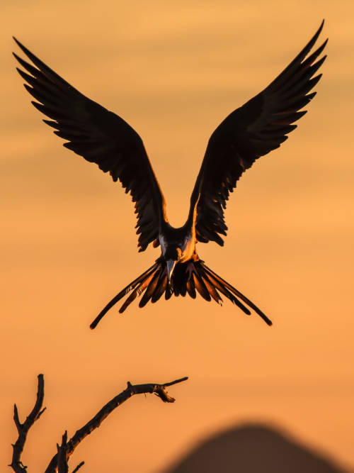 Frigatebird wallpaper for mobiles and tablets