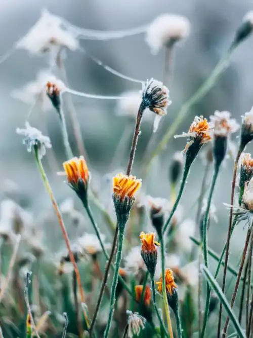 Frosty flowers wallpaper