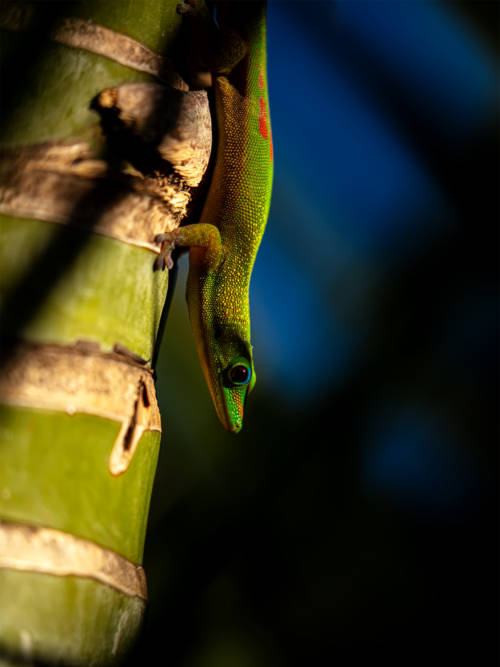 Gecko wallpaper for mobiles and tablets