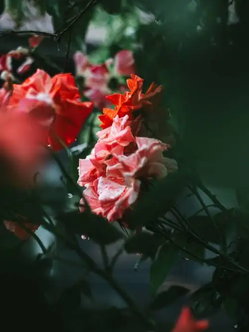 Geranium wallpaper