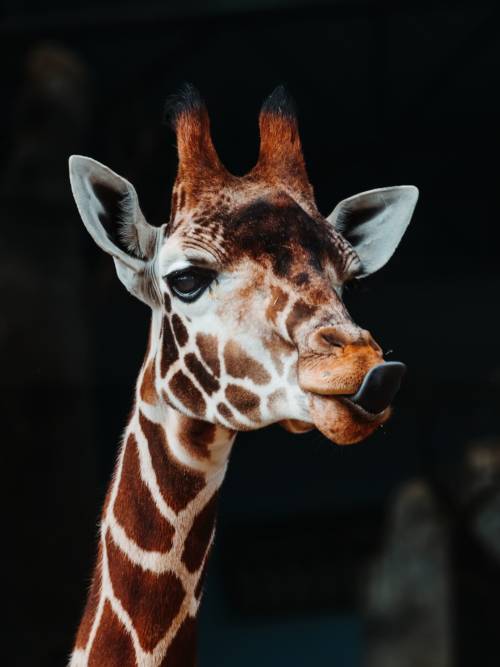 Papel de parede de A girafa mostra a língua