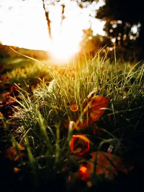 Grass close-up wallpaper