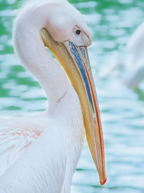 Great white pelican wallpaper