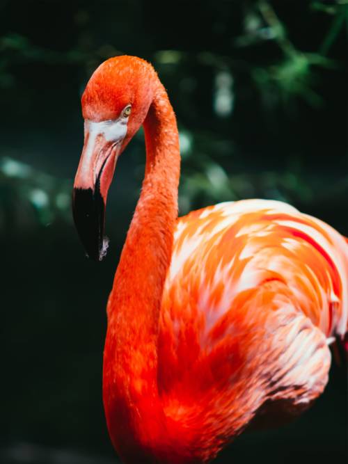 Greater flamingos wallpaper