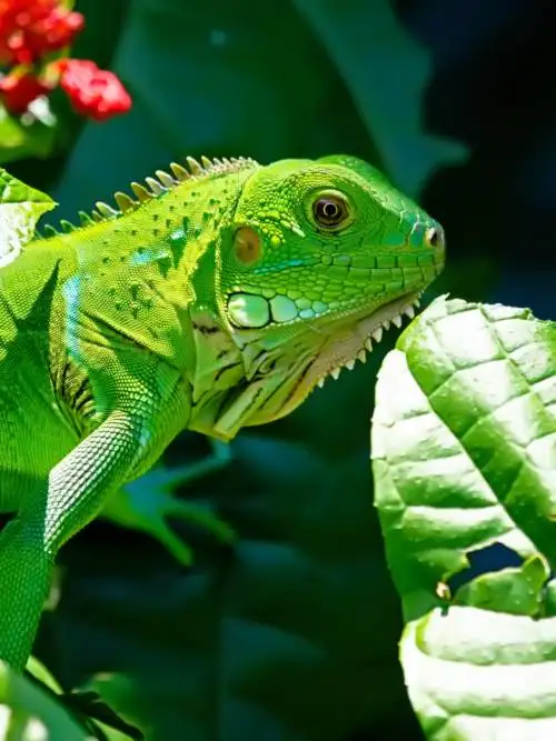 Green Iguana wallpaper