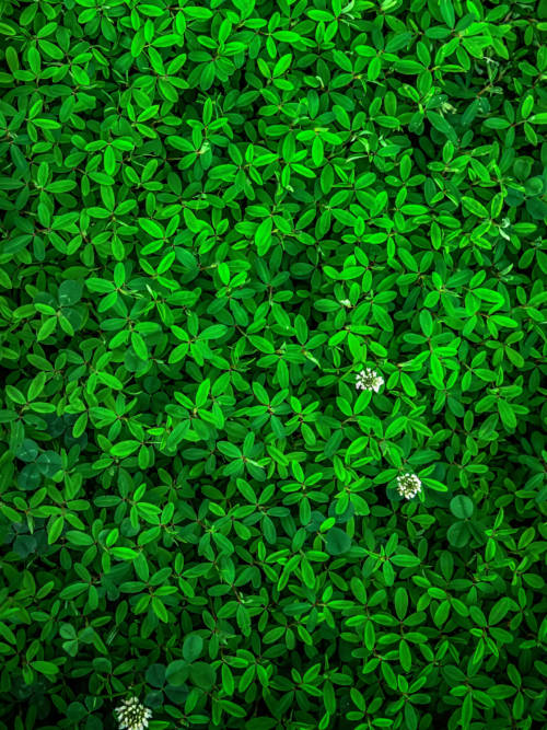 Green leaves wallpaper for mobiles and tablets