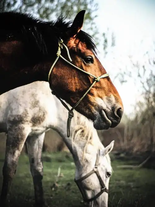 Horses wallpaper