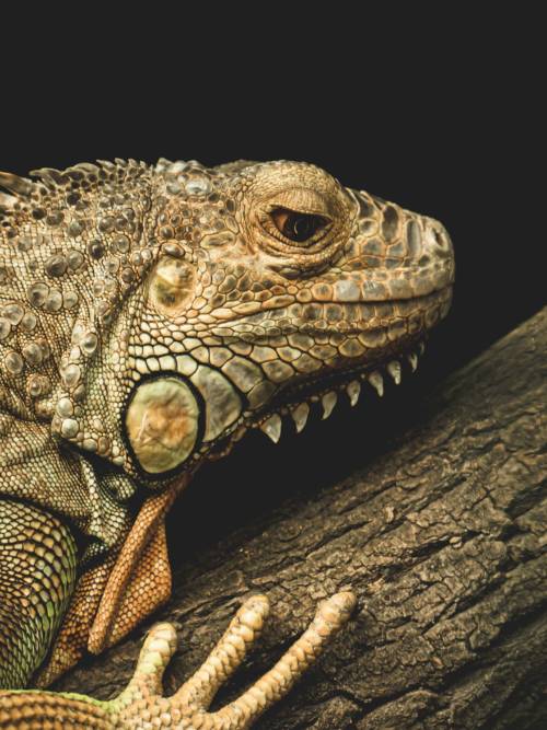 Iguana wallpaper for mobiles and tablets
