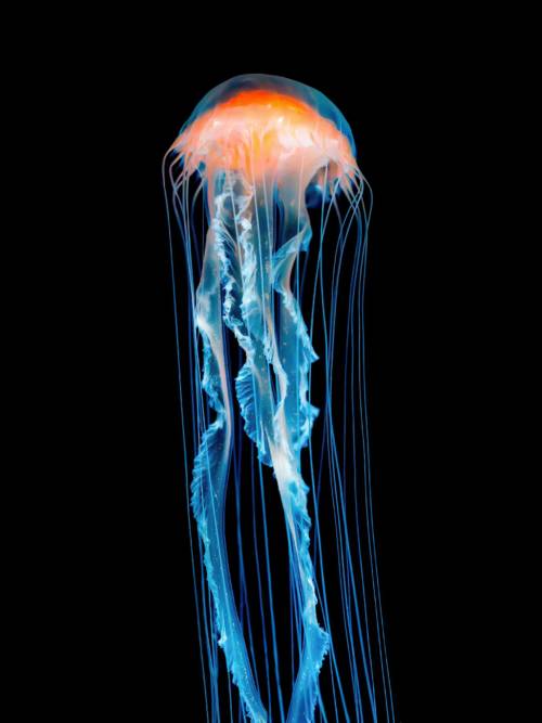 Jellyfish wallpaper for mobiles and tablets