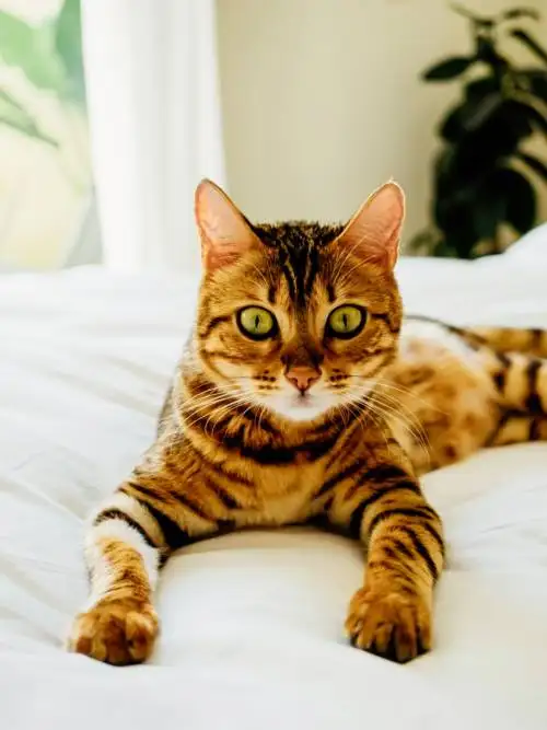 Kitty in bed wallpaper