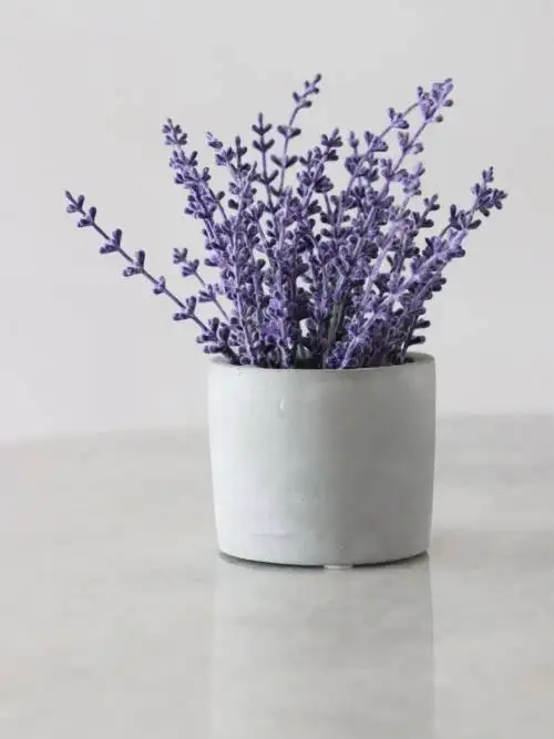 Lavender wallpaper