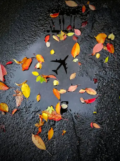 Leaves in puddle wallpaper