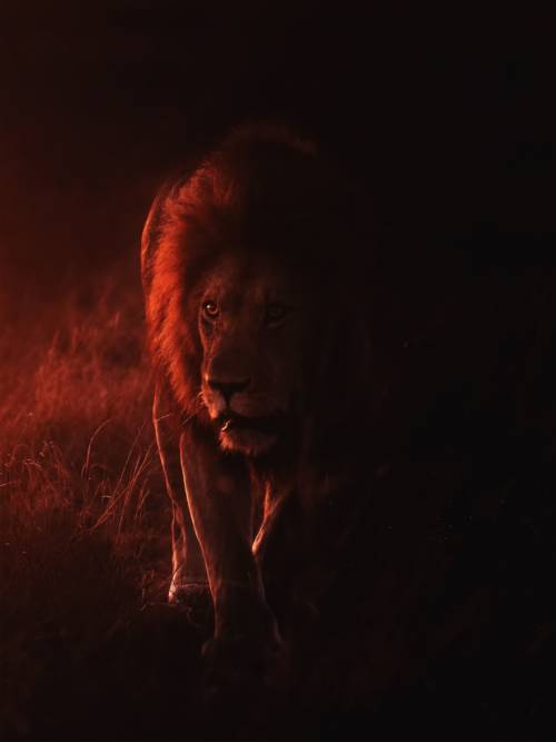 Lion at sunset wallpaper for mobiles and tablets