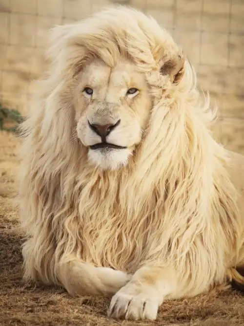 Lion wallpaper