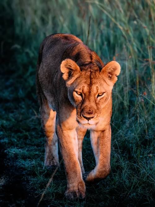 Lioness wallpaper for mobiles and tablets