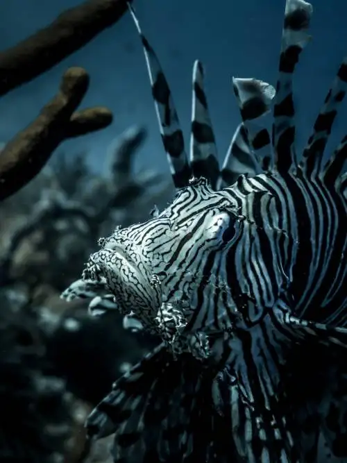Lionfish on the coral reef wallpaper