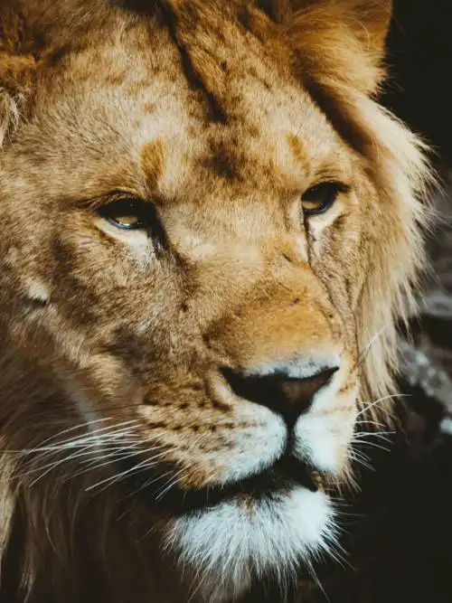 Lion’s head wallpaper