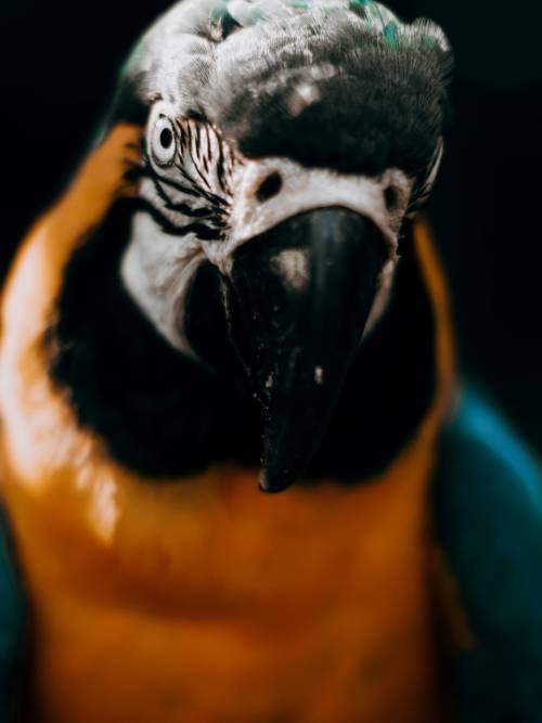 Macaw wallpaper for mobiles and tablets