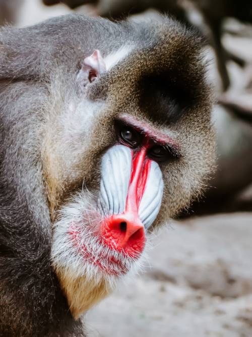 Mandrill wallpaper for mobiles and tablets