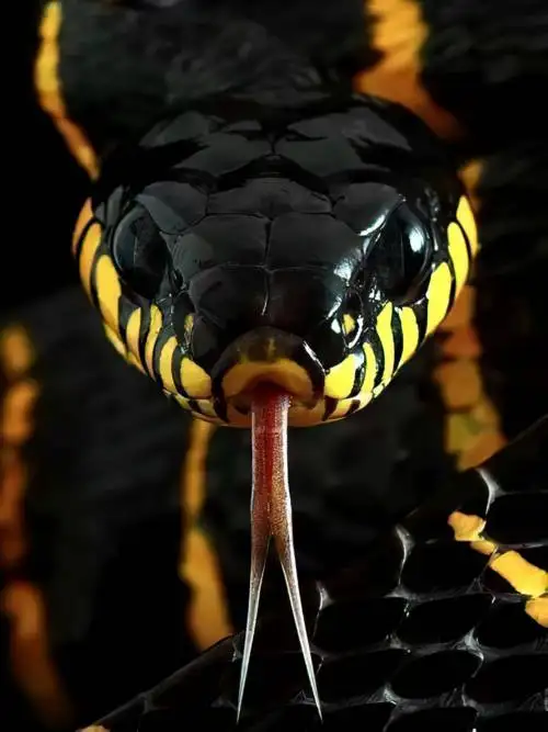 Mangrove snake wallpaper