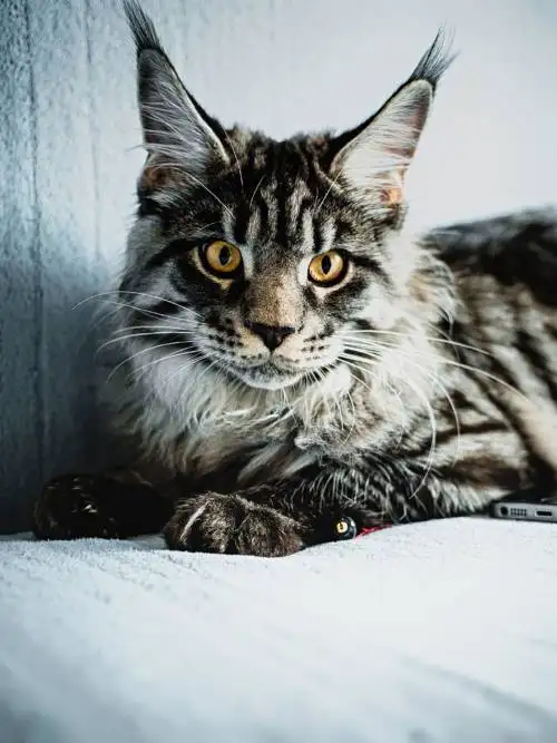 Observer cat wallpaper