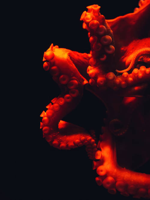 Octopus wallpaper for mobiles and tablets