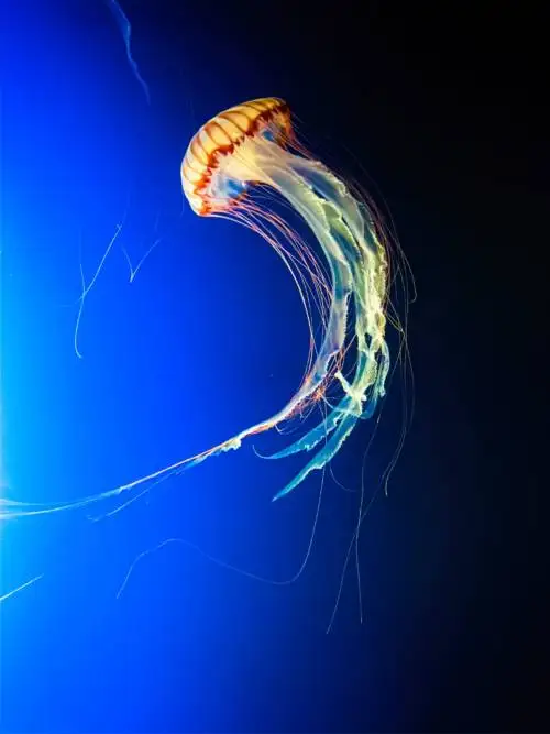 Orange Jellyfish Swoosh wallpaper