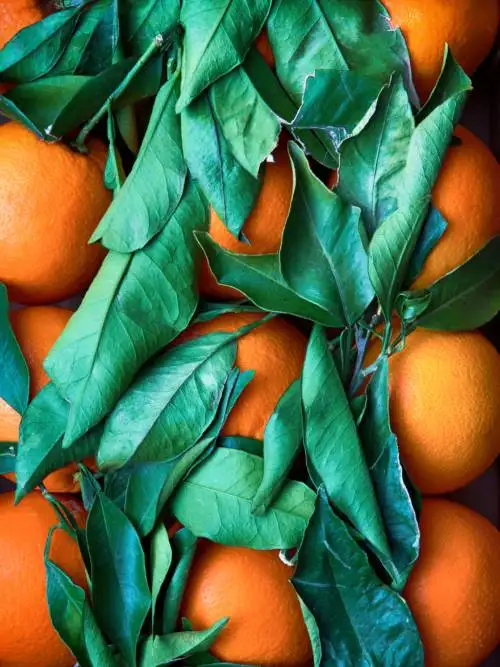 Oranges wallpaper