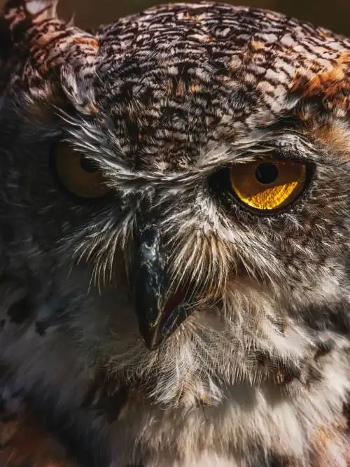 Owl close-up wallpaper
