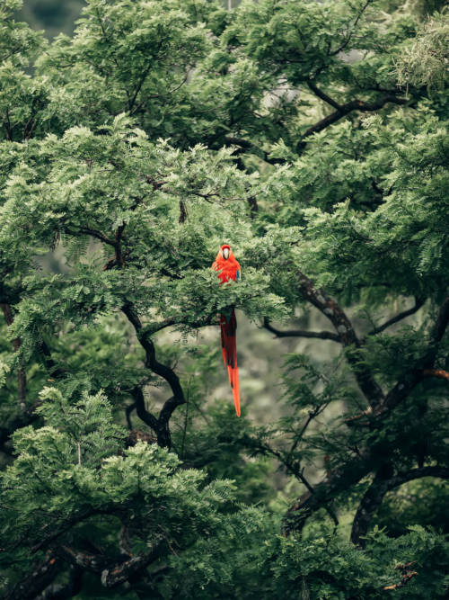 Parrot in the tree wallpaper