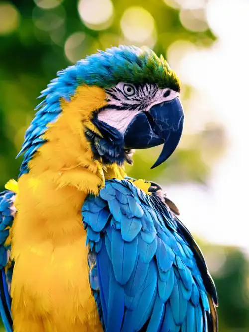 Parrot wallpaper