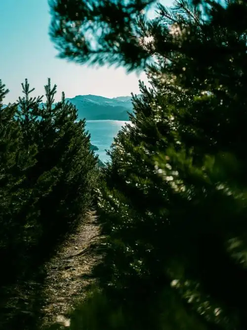 Path between pines wallpaper