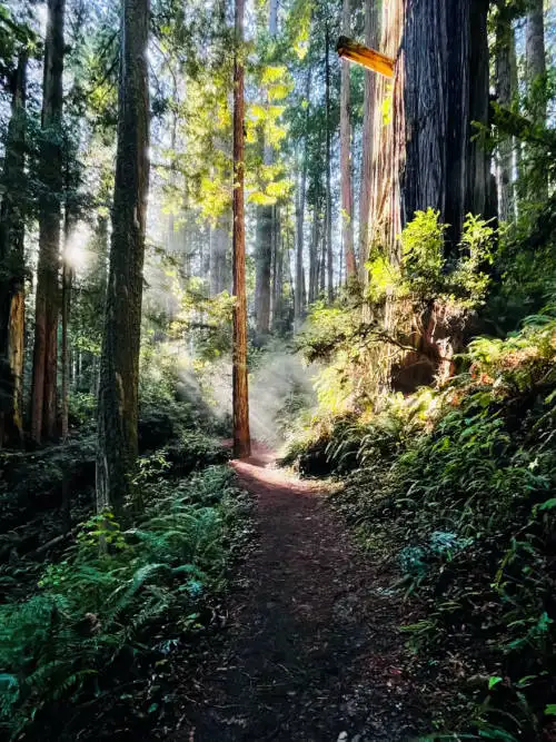 Pathway in the forest wallpaper