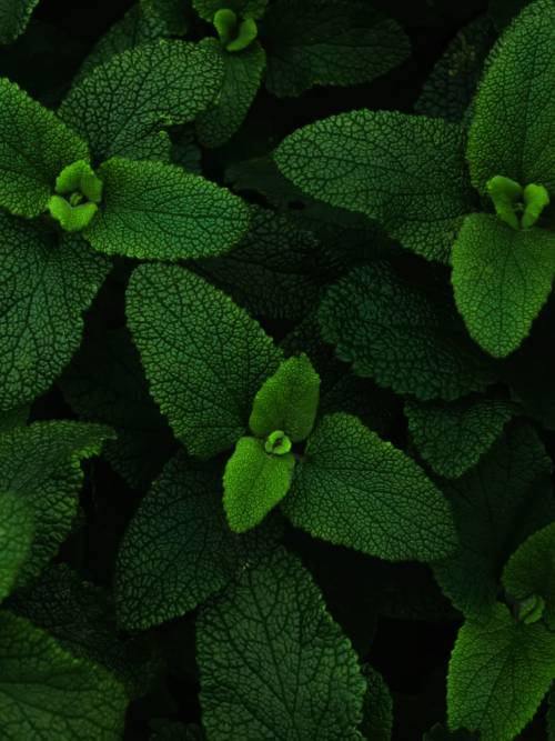 Peppermint wallpaper for mobiles and tablets
