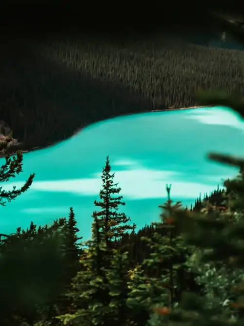 Peyto lake wallpaper