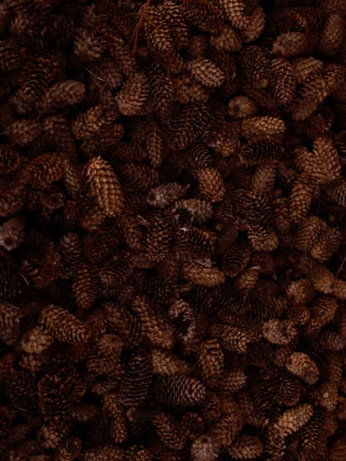 Pine cones wallpaper for mobiles and tablets