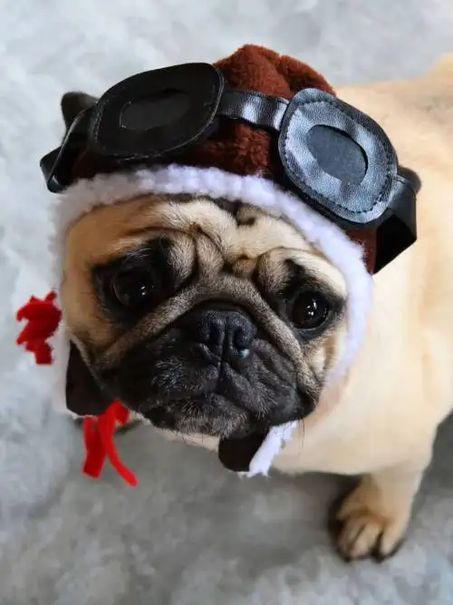Pug dog wallpaper