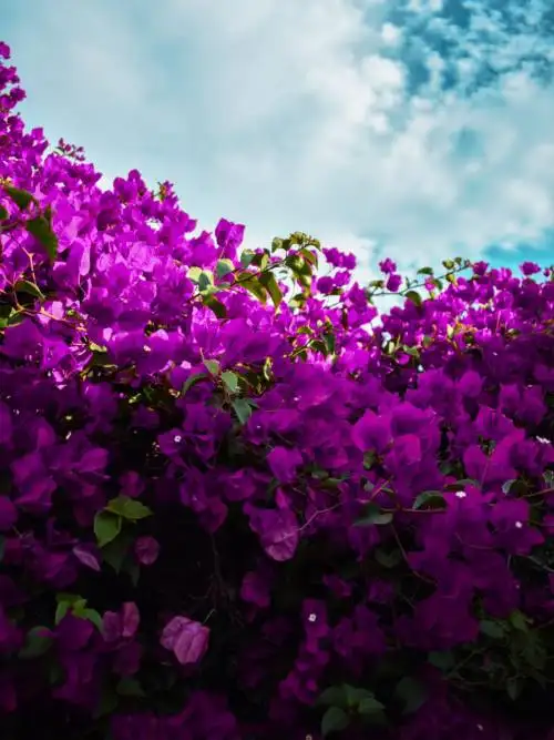 Purple flowers wallpaper