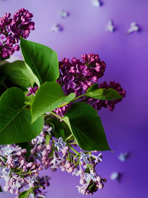 Purple plant wallpaper for mobiles and tablets