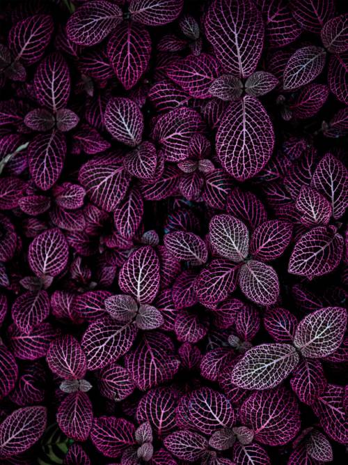 Purple plants wallpaper